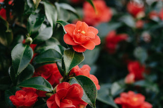 Why Tsubaki is Japan’s oldest miracle oil for hair