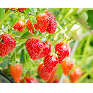 LuLuLun: Premium Travel Face Mask (7 Sheets)