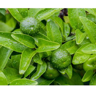 LuLuLun: Premium Travel Face Mask (7 Sheets)