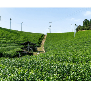 LuLuLun: Premium Travel Face Mask (7 Sheets)