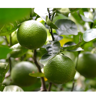 LuLuLun: Premium Travel Face Mask (7 Sheets)