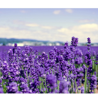 LuLuLun: Premium Travel Face Mask (7 Sheets)