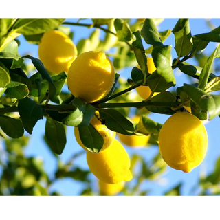 LuLuLun: Premium Travel Face Mask (7 Sheets)