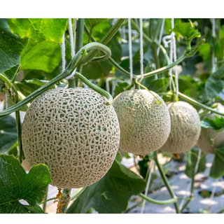 LuLuLun: Premium Travel Face Mask (7 Sheets)