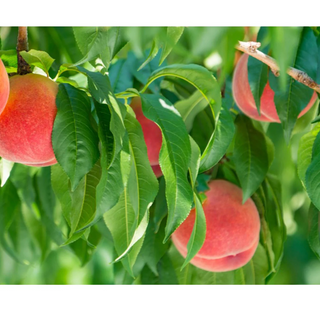 LuLuLun: Premium Travel Face Mask (7 Sheets)