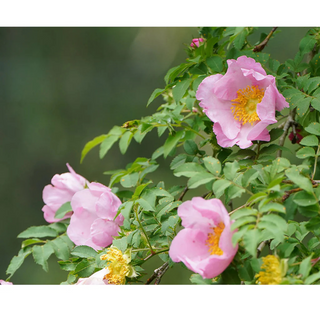 LuLuLun: Premium Travel Face Mask (7 Sheets)