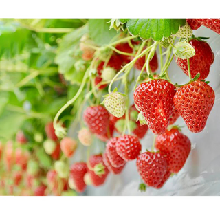 LuLuLun: Premium Travel Face Mask (7 Sheets)