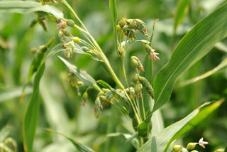 J-Beauty Natural Skincare Ingredient: Hatomugi